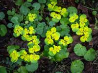 Wechselblättriges Milzkraut